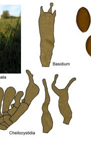 , Psilocybin fungi taxonomies and their endemic habitat