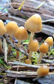 Psilocybin fungi taxonomies and their endemic habitat - Psilocybin Research
