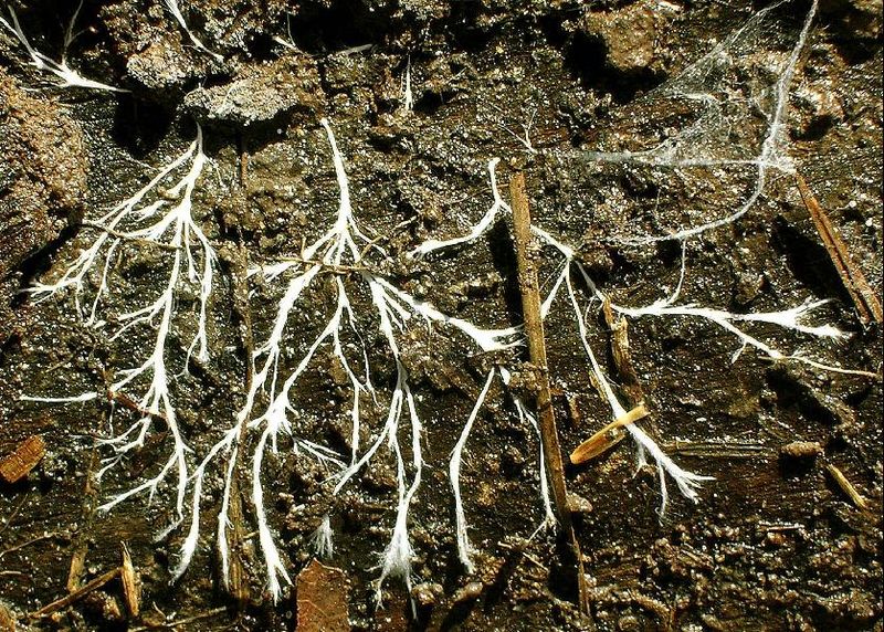 , Mycelia networks, adaptogens, and mental health