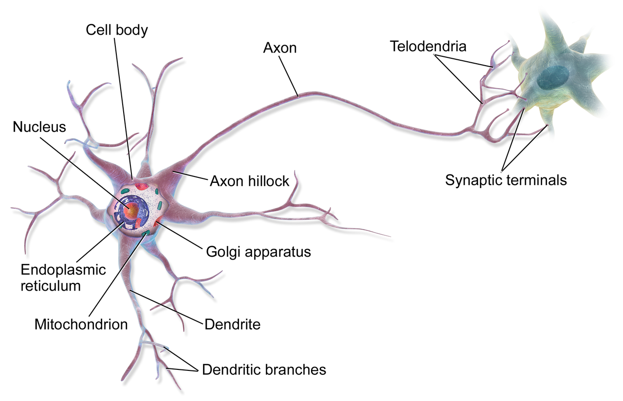 , Neuronal interconnectivity