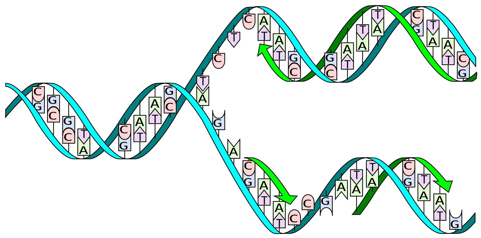 Hypothesis: Psilocybin modulates genetic ageing (for instance, via telomerase activity)., Psilocybin & Genetic Ageing