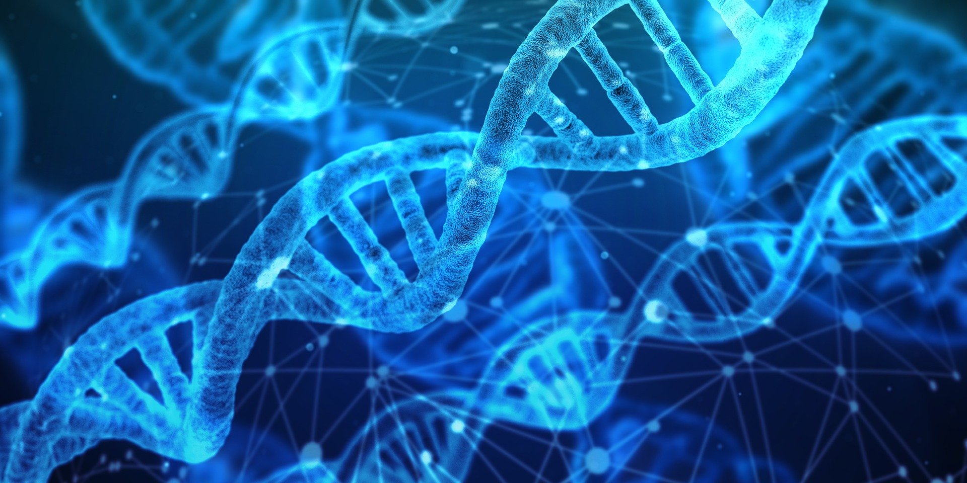 Hypothesis: Psilocybin modulates genetic ageing (for instance, via telomerase activity)., Psilocybin & Genetic Ageing